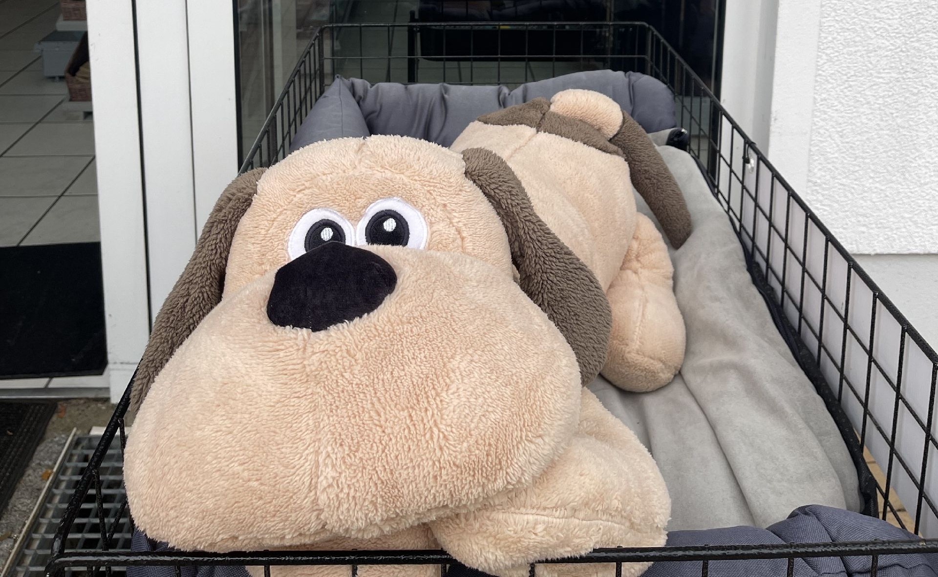 Küstenhund by belliot.shop